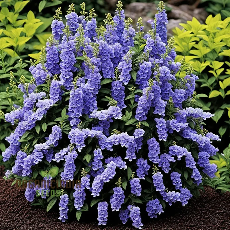 Angelonia Flower Garden Seeds – Vibrant, Easy-to-Grow Summer Snapdragon Blooms for Home Gardens, Pots, Pathways & Landscape Borders