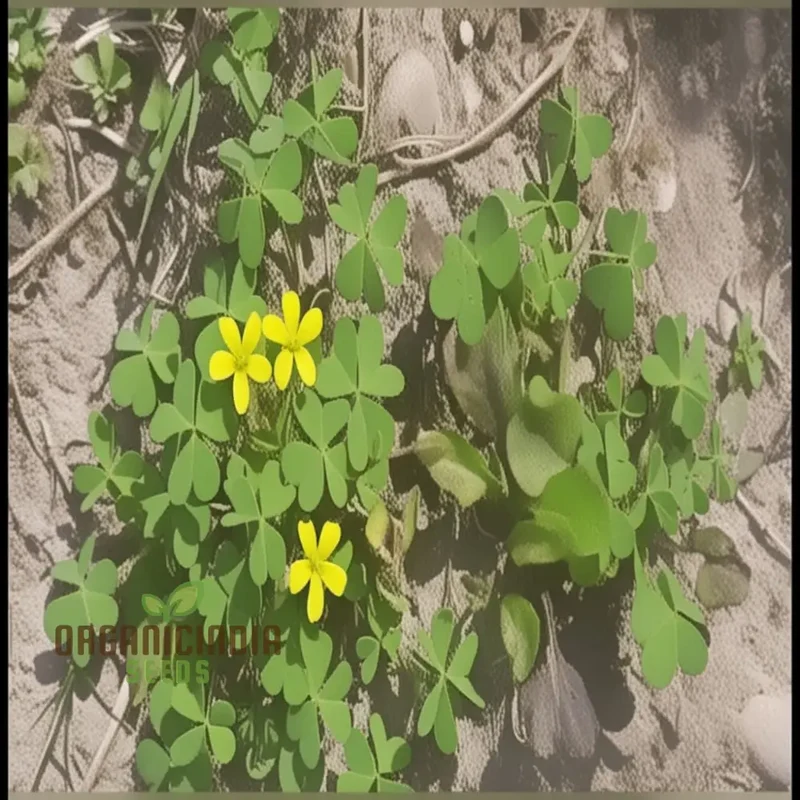 Procumbent Yellow-Sorrel Seeds – Vibrant Yellow Blooms for Garden Planting