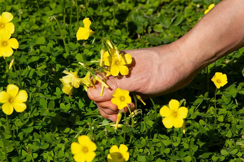 Procumbent Yellow-Sorrel Seeds – Vibrant Yellow Blooms for Garden Planting