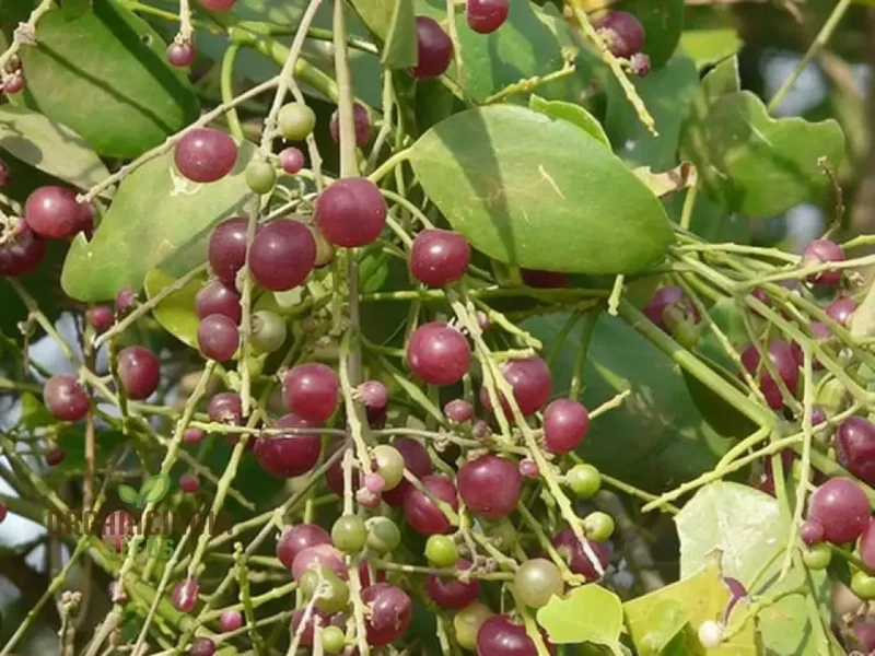 Salvadora persica, Toothbrush Tree, Mustard Tree, or Salt Brush Tree seeds for planting