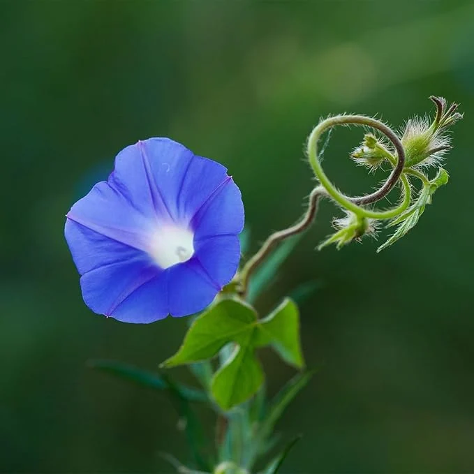 Blue Trumpet Flower Seeds – Exotic Garden Blooms for Planting