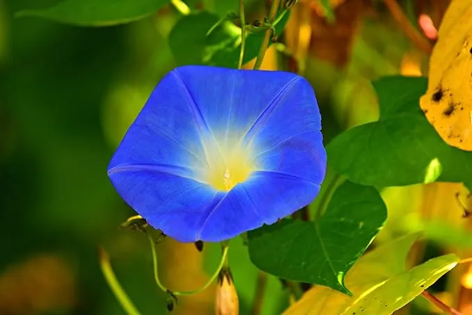 Blue Trumpet Flower Seeds – Exotic Garden Blooms for Planting