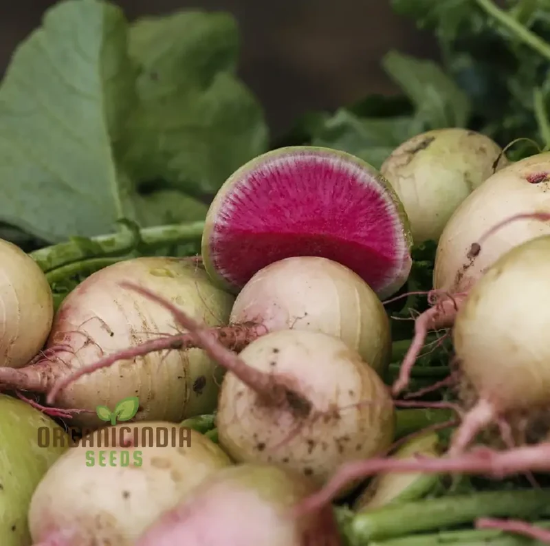 Watermelon Radish Seeds for Planting Heirloom Non GMO, Plant & Grow Radish in Home Outdoor Garden