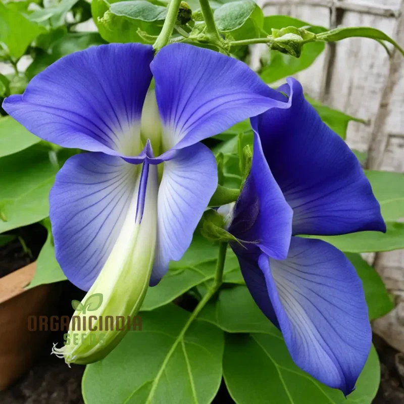 Clitoria Seeds – Blue Butterfly Pea Flowers for Garden Planting