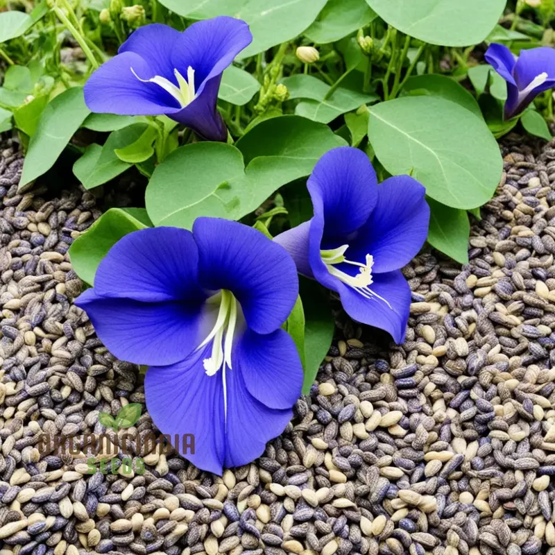 Clitoria Seeds – Blue Butterfly Pea Flowers for Garden Planting