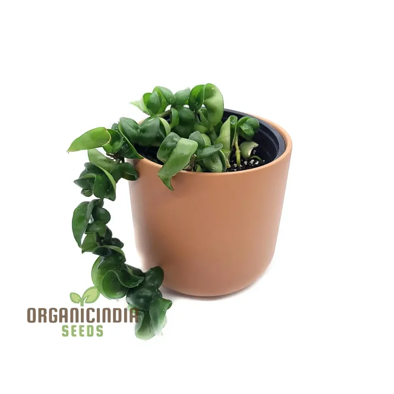 Canoas Compacta Easy-care Plant, Natural air Purifier California Grown (100pcs)