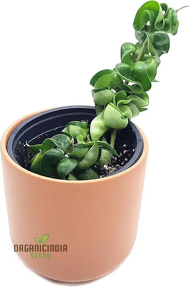 Canoas Compacta Easy-care Plant, Natural air Purifier California Grown (100pcs)
