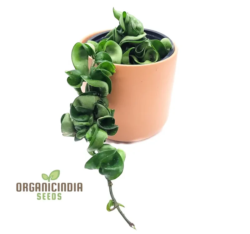 Canoas Compacta Easy-care Plant, Natural air Purifier California Grown (100pcs)