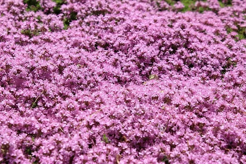 Premium Creeping Thyme flower Seeds, Aromatic Ground Cover for Lush and Fragrant Gardens