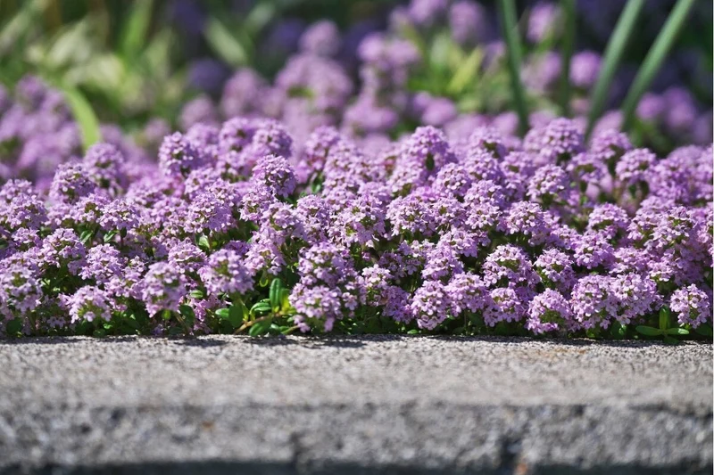 Premium Creeping Thyme flower Seeds, Aromatic Ground Cover for Lush and Fragrant Gardens
