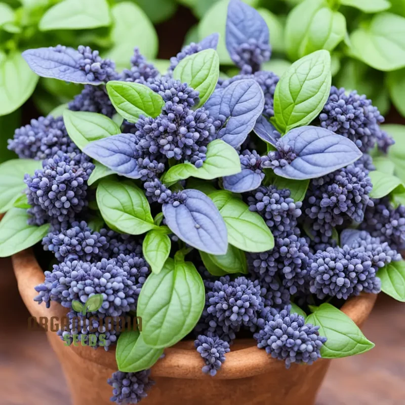 Blue Spice Basil Seeds, Fragrant Perennial Herb - Elevate Your Culinary Creations