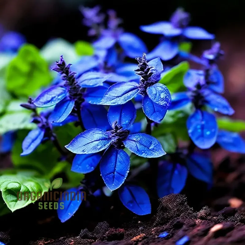 Blue Spice Basil Seeds, Fragrant Perennial Herb - Elevate Your Culinary Creations