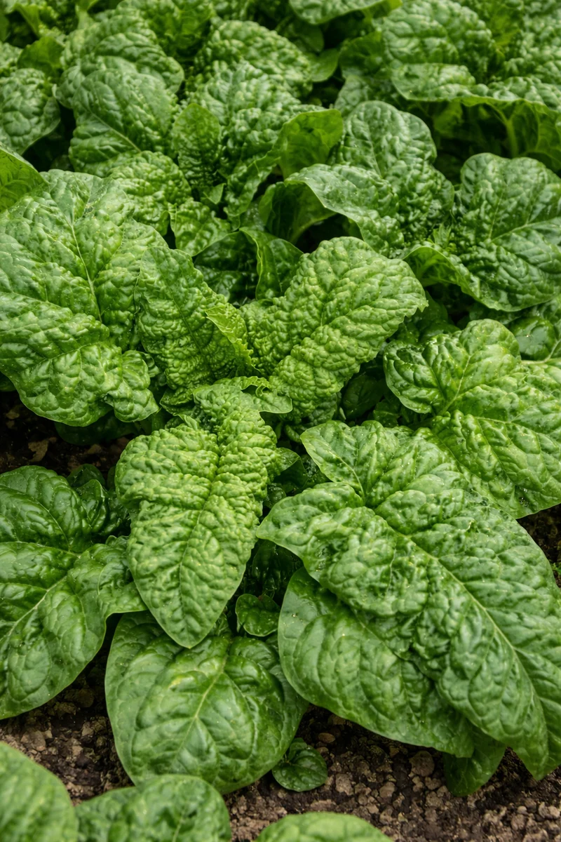 Épinard ‘Bloomsdale Savoy’ ( Spinacia oleracea )