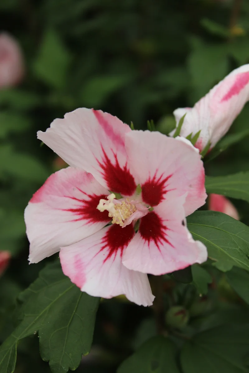 Hibiscus ‘Hamabo’ ( Hibiscus syriacus ‘Hamabo’)