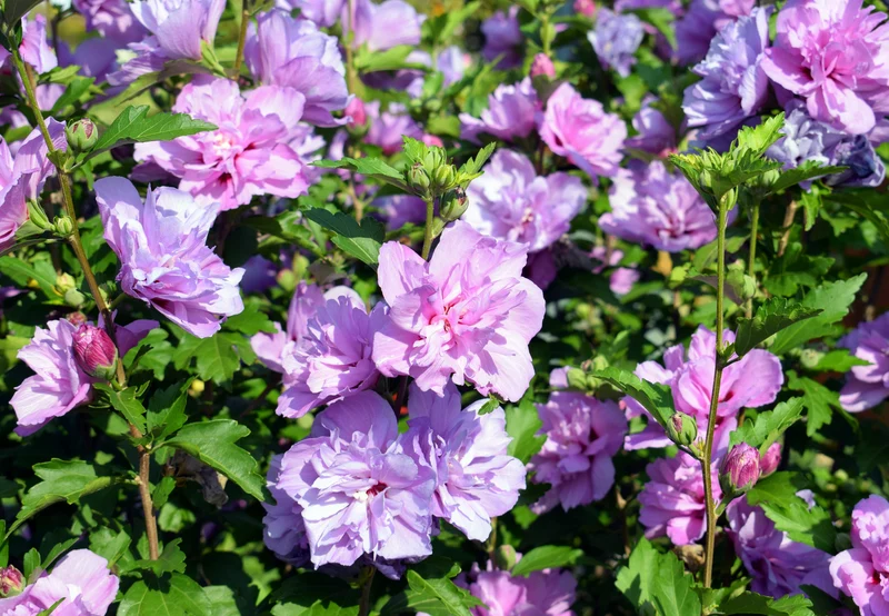 Hibiscus ‘Carpa Show Time’ ( Hibiscus syriacus ‘Carpa Show Time’)