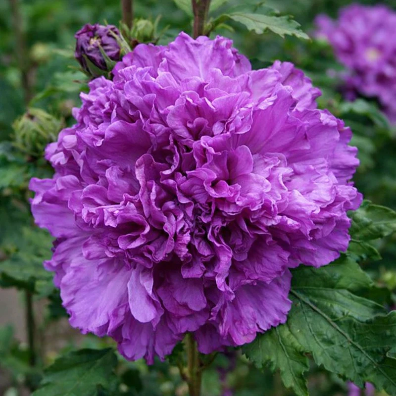Hibiscus ‘French Cabaret Purple’ ( Hibiscus syriacus ‘French Cabaret Purple’)