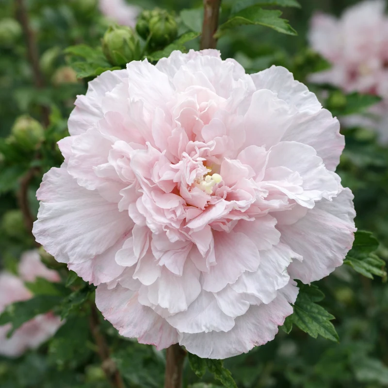 Hibiscus ‘French Cabaret Blush’ ( Hibiscus syriacus ‘French Cabaret Blush’)