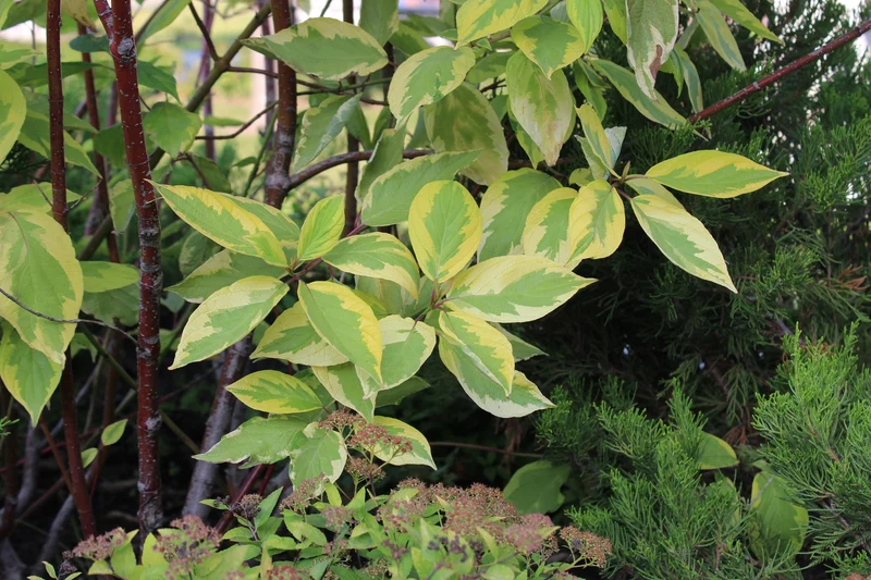 Cornouiller blanc ‘Gouchaultii’ ( Cornus alba ‘Gouchaultii’)