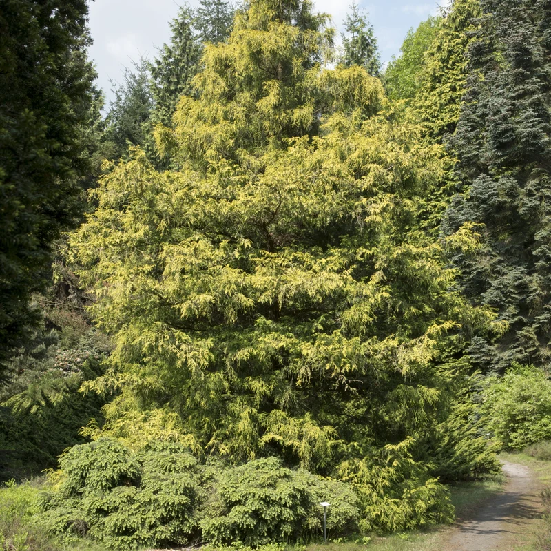 Faux cyprès ‘Gold Spangles’ ( Chamaecyparis pisifera ‘Gold Spangles’)