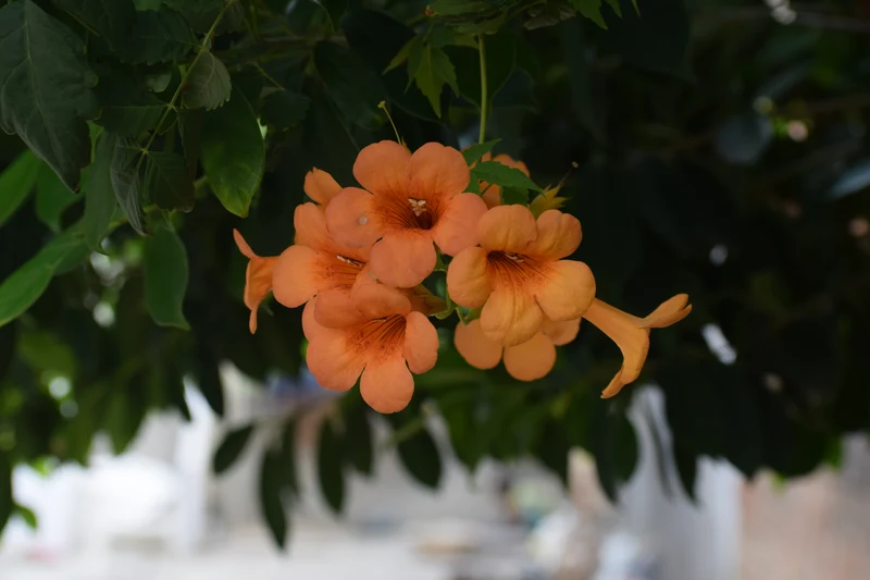 Bignone ‘Summer Jazz’ ( Campsis × tagliabuana ‘Summer Jazz’)