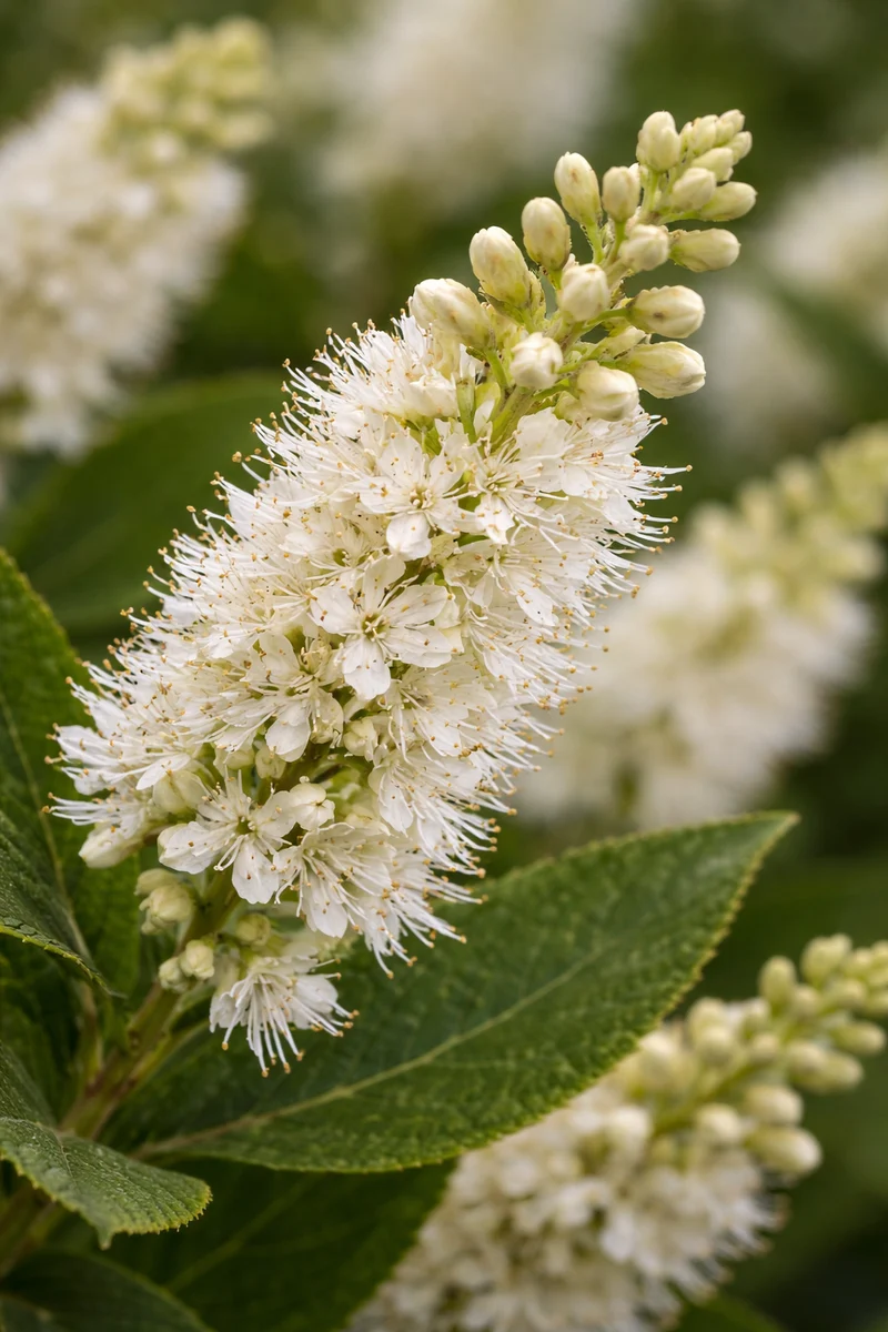Clèthre ‘Summer Sparkler’ ( Clethra alnifolia ‘Summer Sparkler’)