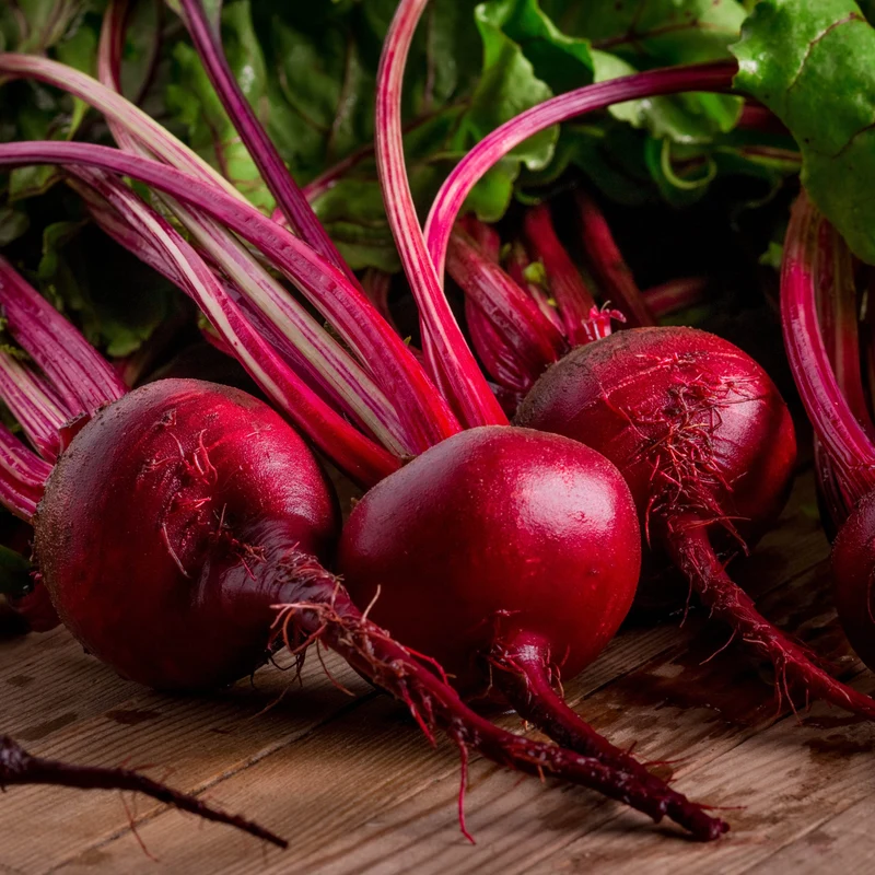 Betterave ‘Bull’s Red’ bio ( Beta vulgaris ‘Bull’s Red’)