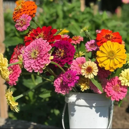 Mélange de zinnia 'Géants de Californie' bio
