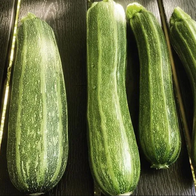 Courgette ‘Cocozelle’, semences biologiques ( Cucurbita pepo )