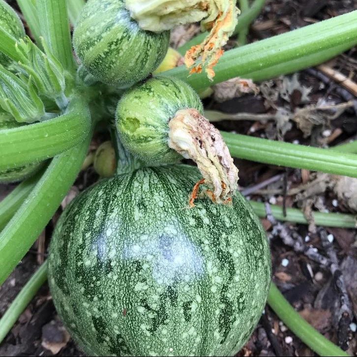 Courgette ronde ‘Round Zucchini’, semences produites écologiquement ( Cucurbita pepo )