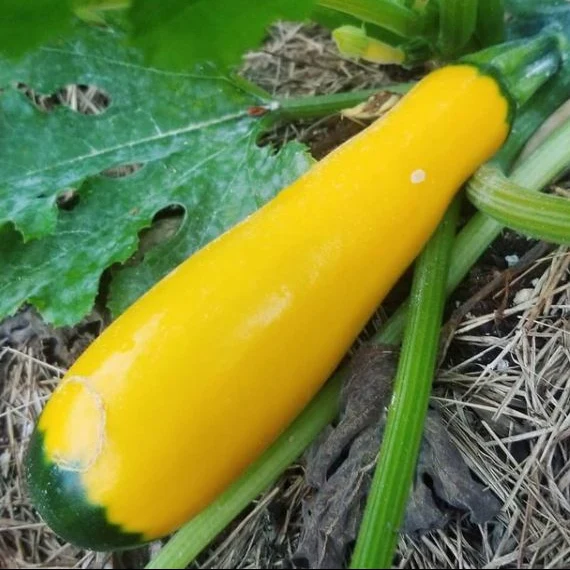 Courgette ‘Golden’, semences biologiques ( Cucurbita pepo )