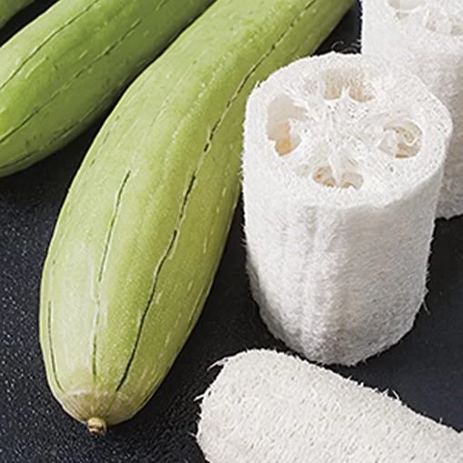 Luffa (Luffa aegyptiaca)
