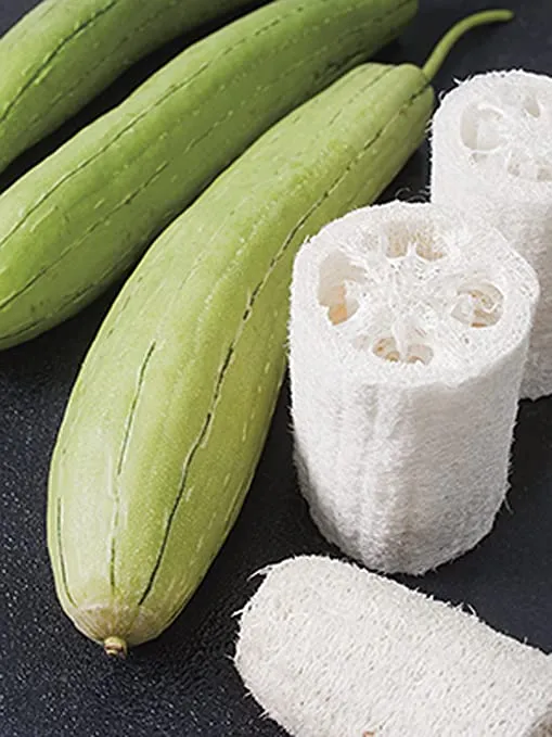 Luffa (Luffa aegyptiaca)