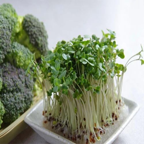 Brocoli à germer (Brassica oleracea var. italica)