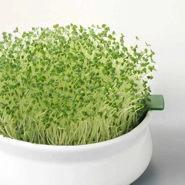 Chia à germer (Salvia hispanica)