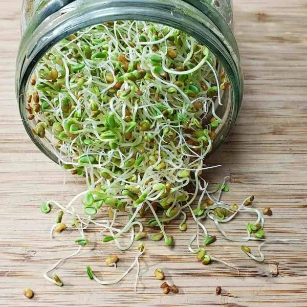 Cresson alénois à germer (Lepidium sativum)