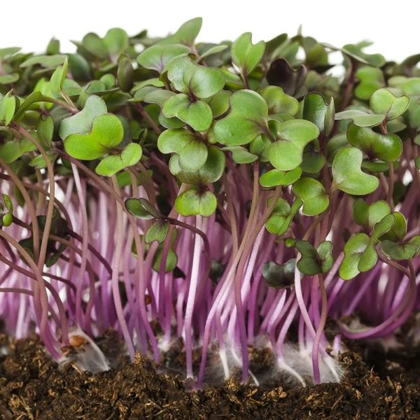 Chou rouge à germer (Brassica oleracea var. capitata)