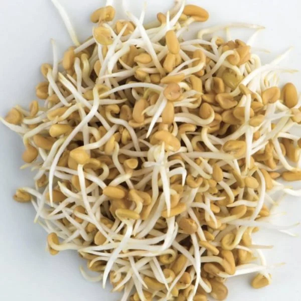 Fenugrec à germer (Trigonella foenum-graecum)