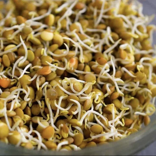 Lentille à germer (Lens culinaris)