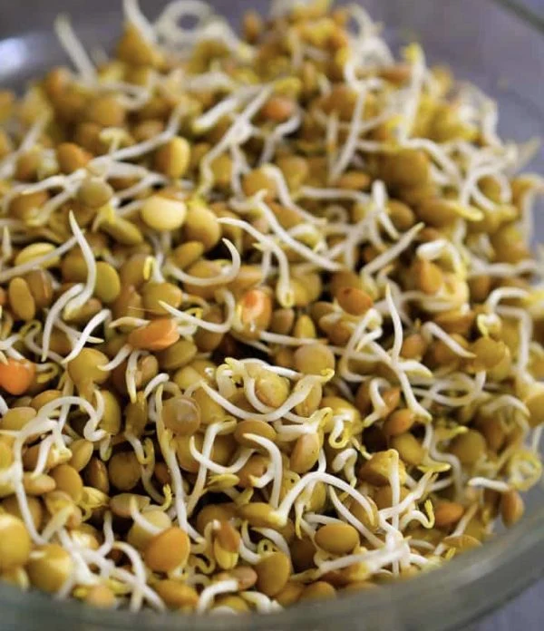 Lentille à germer (Lens culinaris)