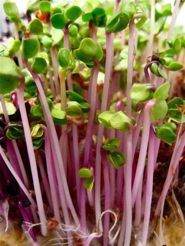 Radis à germer 'China Rose' (Raphanus sativus)