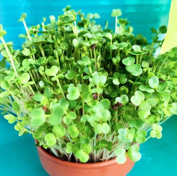 Roquette à germer (Eruca sativa)