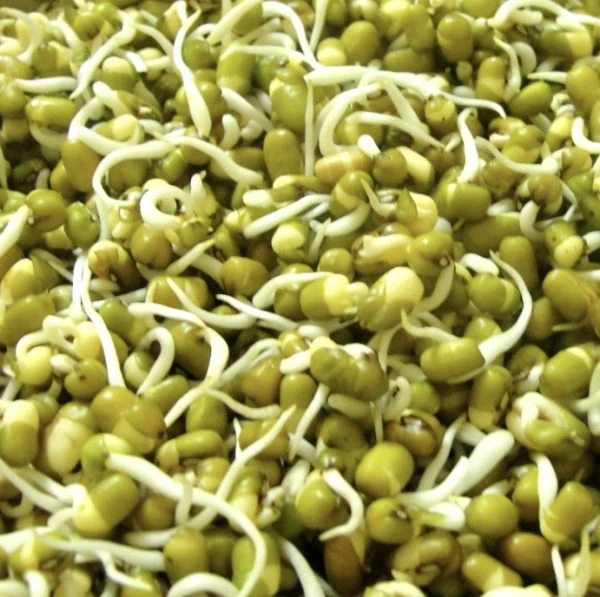 Haricot mungo à germer (Vigna radiata)
