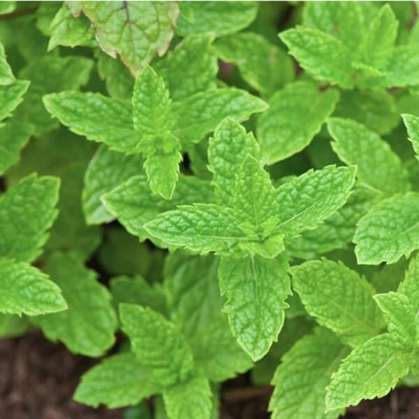 Menthe verte (Mentha spicata)