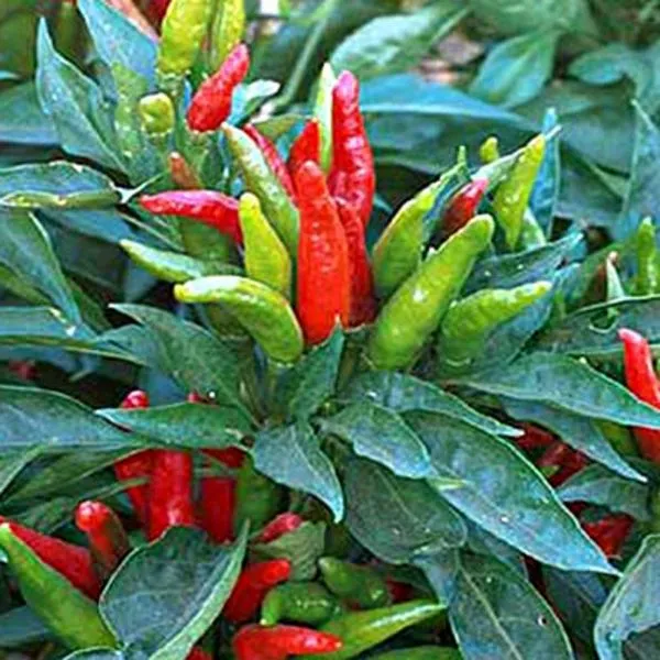 Piment fort 'Cornetto' (Capsicum annuum)