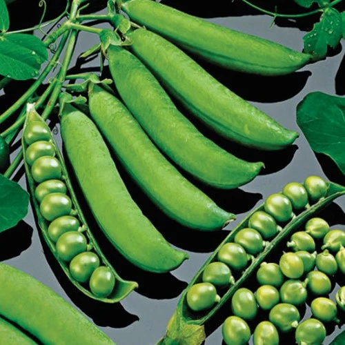 Pois nain 'Rondo Rugoso' (Pisum sativum)