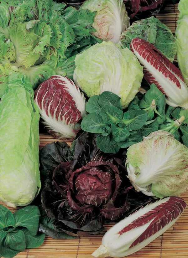 Mélange de radicchios (Cichorium intybus)