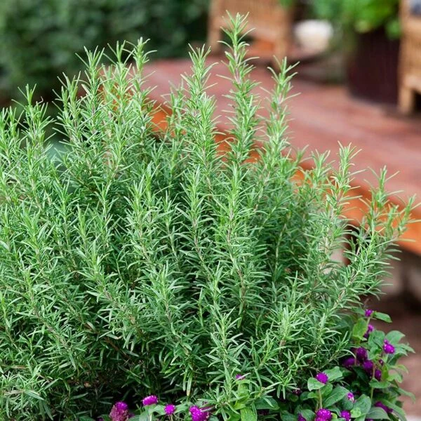 Romarin (Salvia rosmarinus)