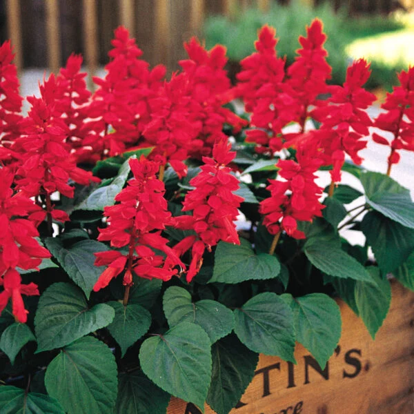 Sauge ornementale rouge (Salvia splendens)