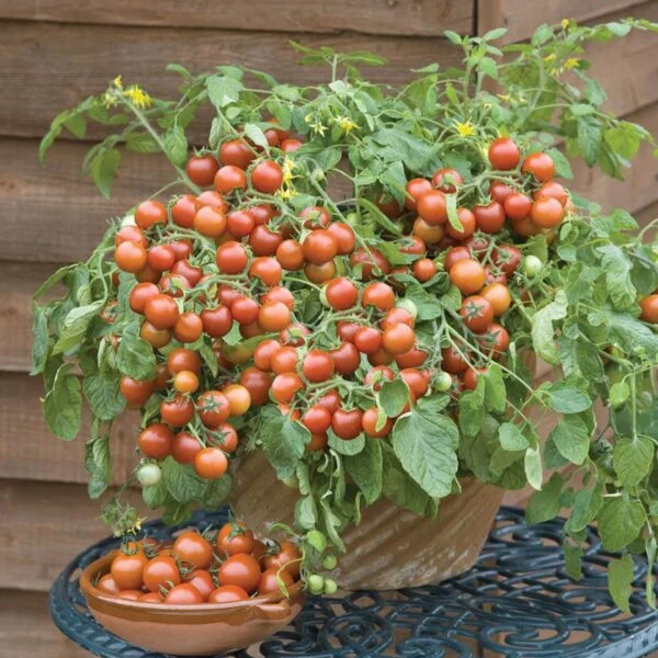 Tomate cerise 'Grappoli d’Inverno' (Solanum lycopersicum)