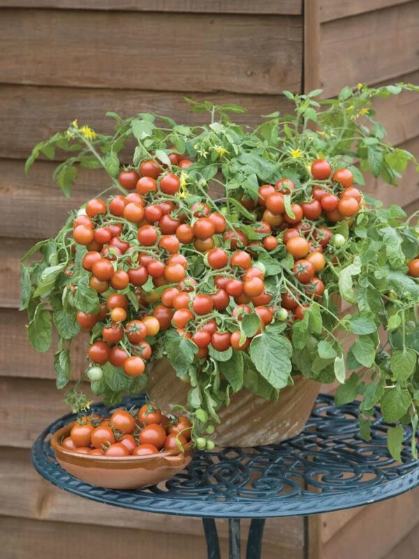 Tomate cerise 'Grappoli d’Inverno' (Solanum lycopersicum)